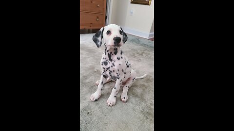 Luna Compilation of videos