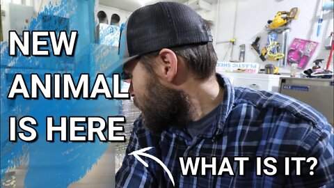 We Finally Got That Tree Down | New Animal On The Farm | Building It's Home
