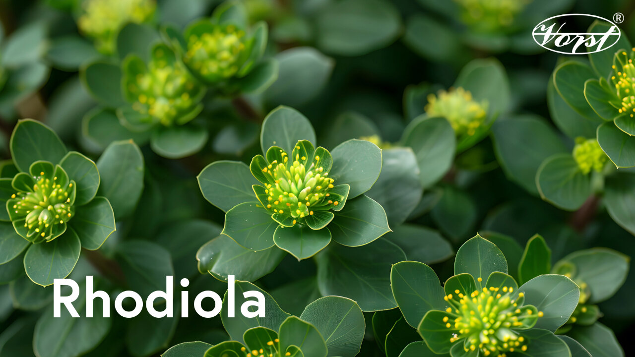 Rhodiola - Natural Plant for Stress