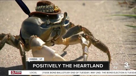 Omaha's Howie the Crab steals hearts worldwide, as mom aims to educate
