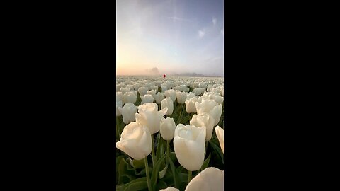 you are unique 🌹