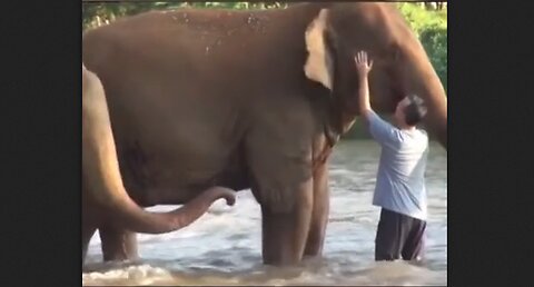 Man Returns Every Year To Visit The Elephants He Raised