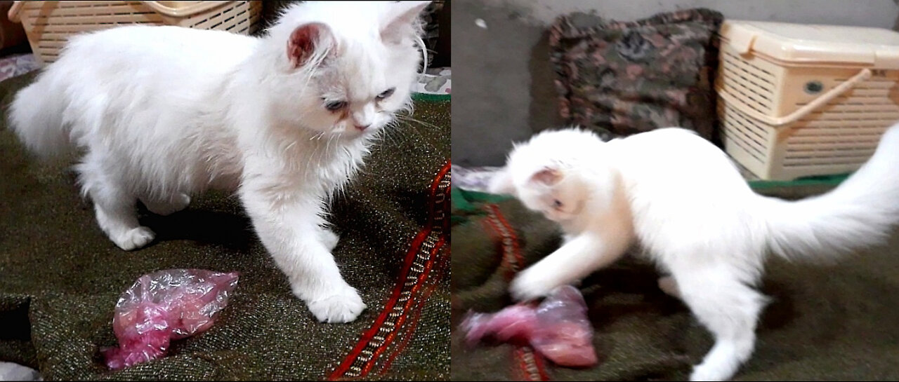 Kitten Can't Control It Self When Sees Her Favorite Dish (Chicken)
