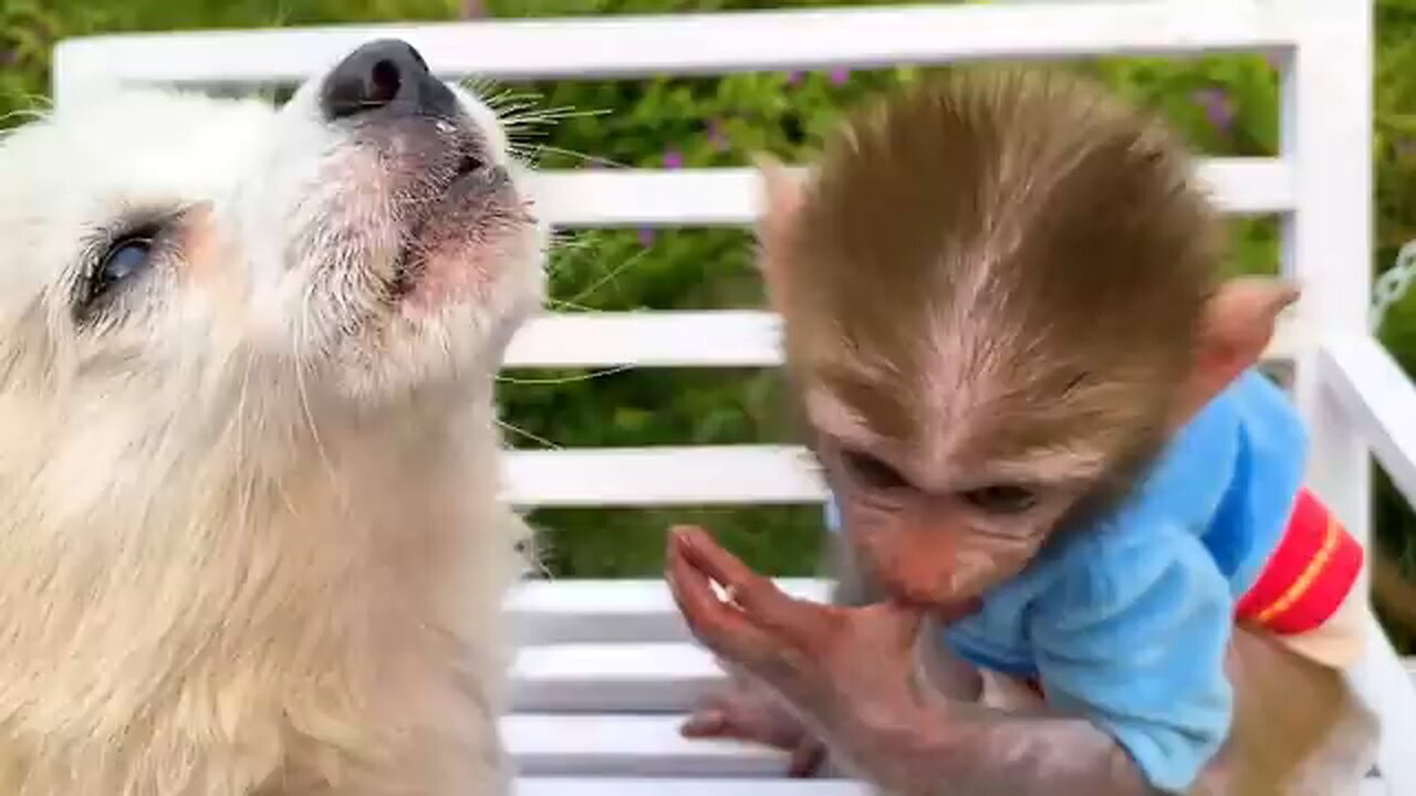 Monkey Baby Bon Bon Plays With Ducks In Swimming Pool