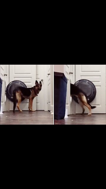 German Shepherd loves to cuddle up in the dryer