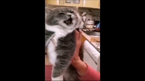 Funny videos of cat and dog