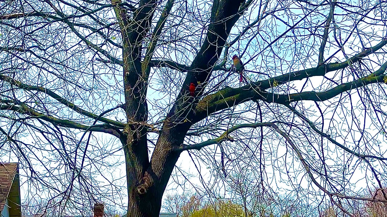 Lady cardinal