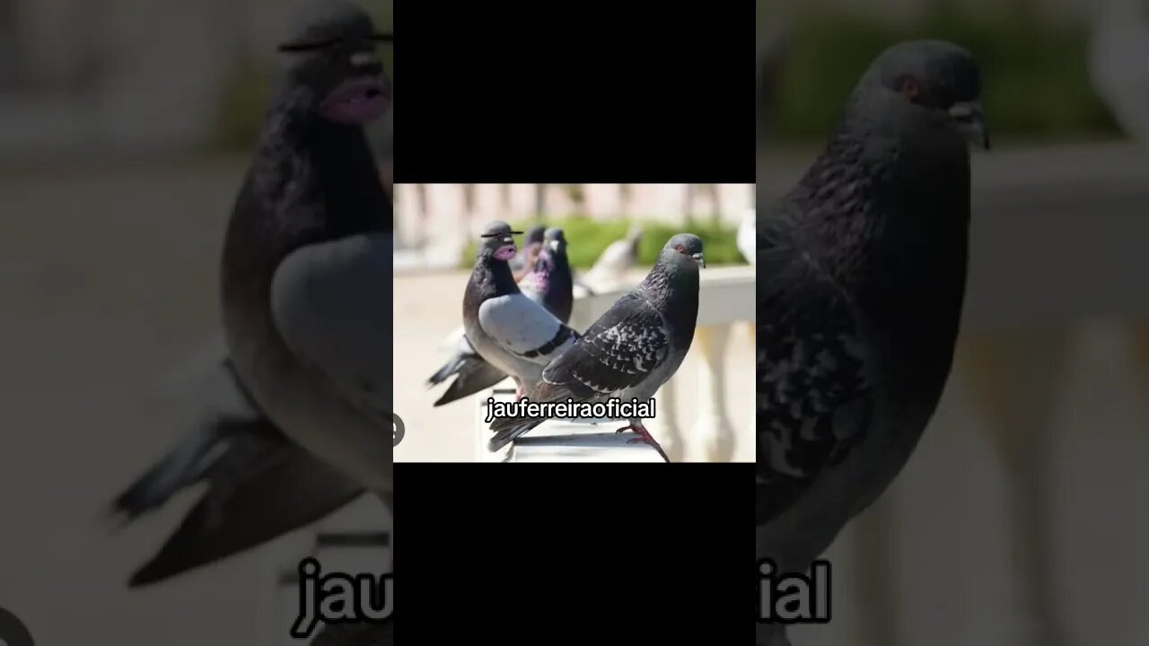 pombonildo