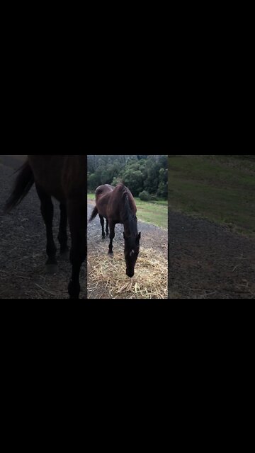 Older mare enjoying her hay