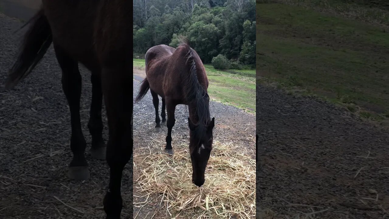 Older mare enjoying her hay