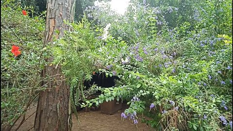 Duranta, Geisha girl in flower 9th December 2021