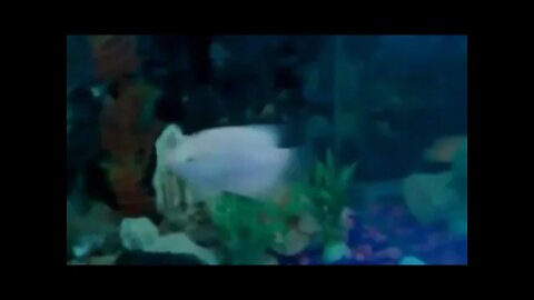 Fish Collection. Indoor and Outdoor-008