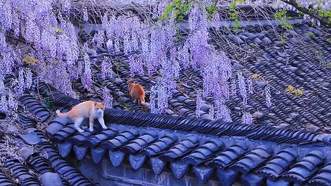 A leisurely pastoral cat