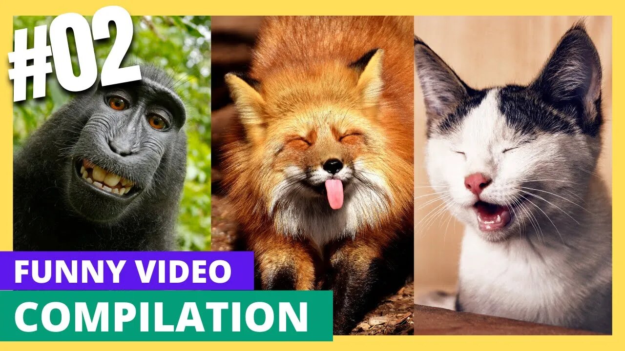 Funny Pets Videos Compilation