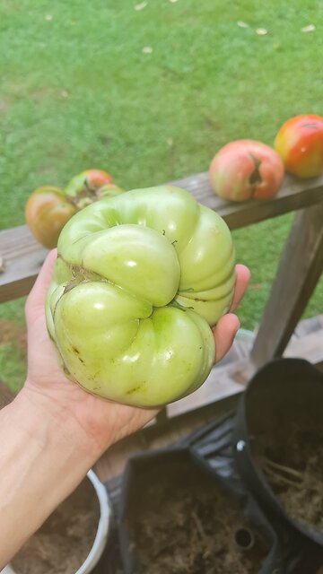 TRUMP SIZE TOMATOE