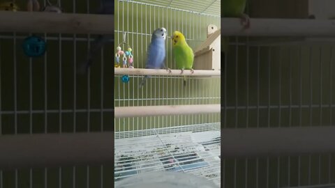 Budgies OH NO! 😂🤣 #shorts #funny #youtubeshorts #animallover #budgies