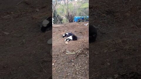 Kedinin eğlencesi 🙂