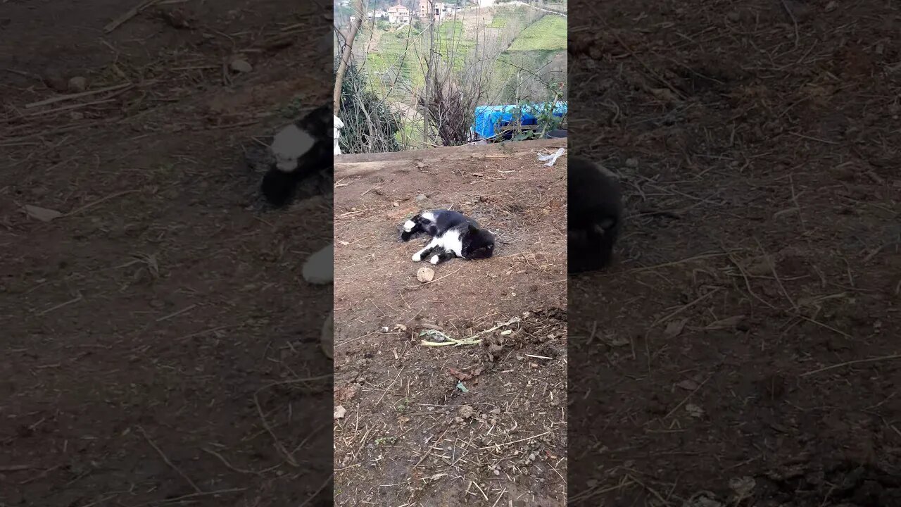 Kedinin eğlencesi 🙂
