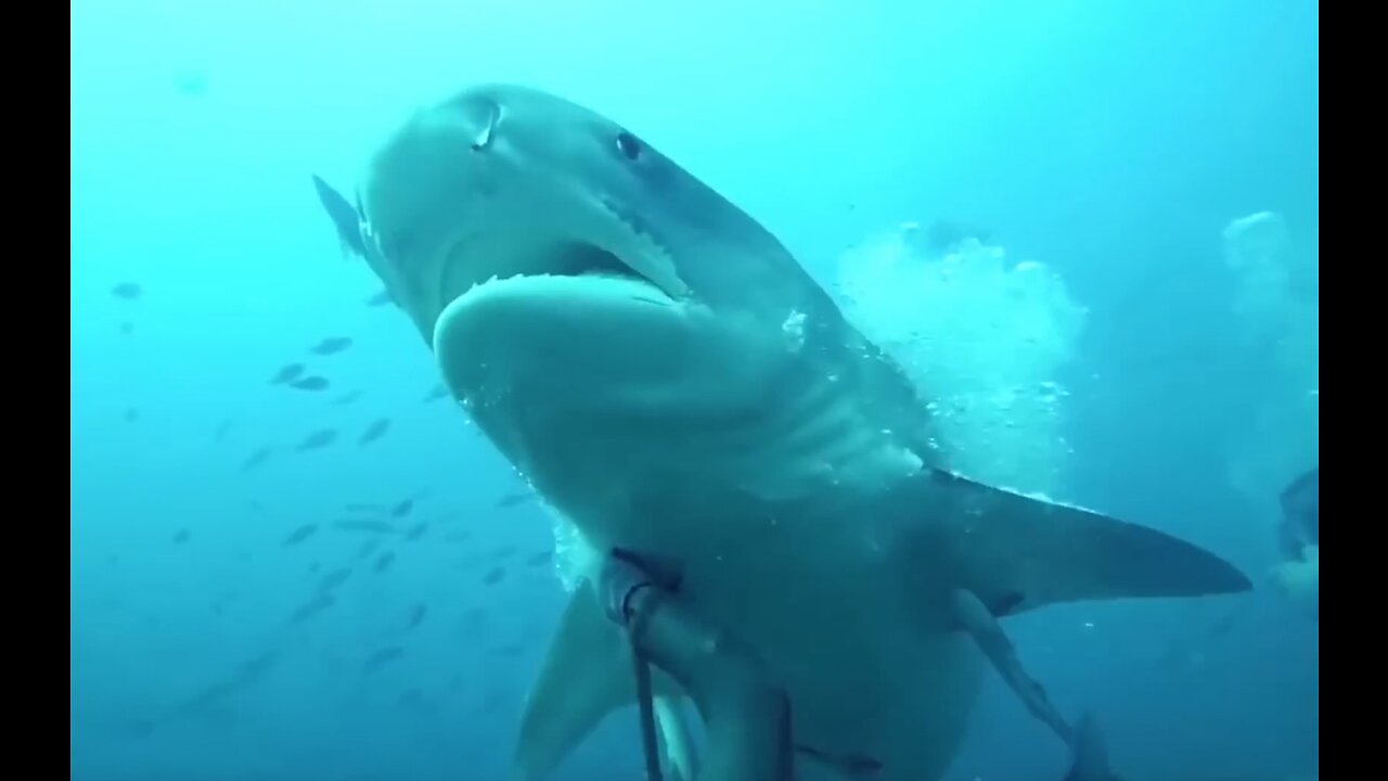 The Diver Almost Loses His Head | Close Call Under The Ocean