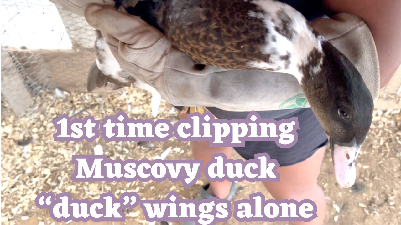 1st attempt at clipping muscovy duck ducks wings on my own 2023👏