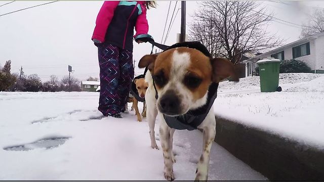 California Dogs First Time in The Snow