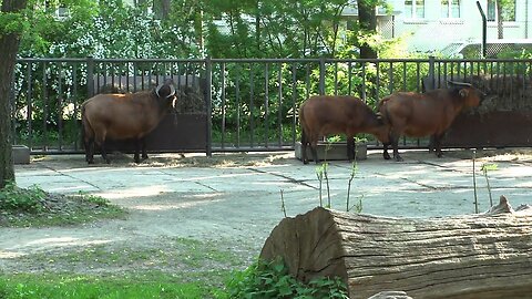 African buffalo