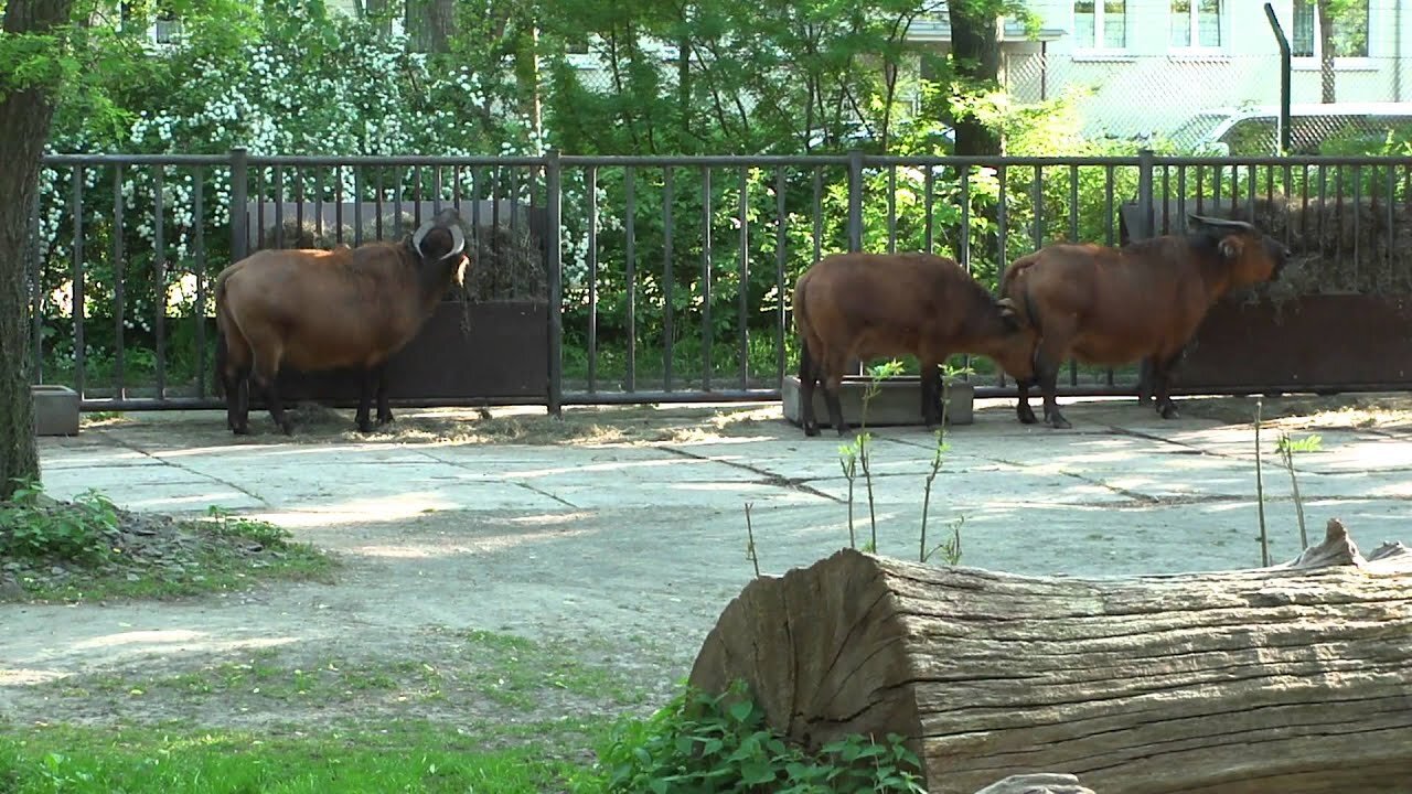 African buffalo