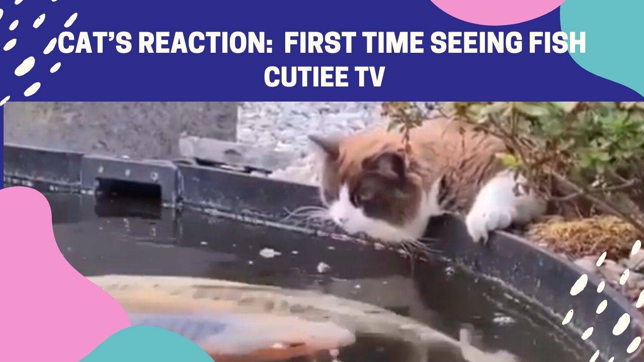 Cat’s Reaction : First Time Seeing Fish