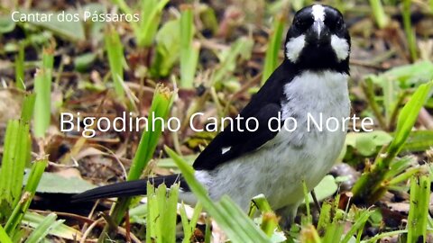 Bigodinho canto do Norte