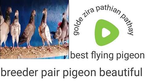 Beautiful pigeon golden zira faroz puri best flying