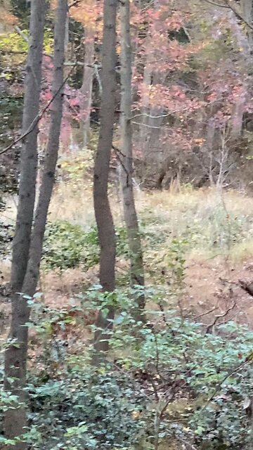 Target buck got away