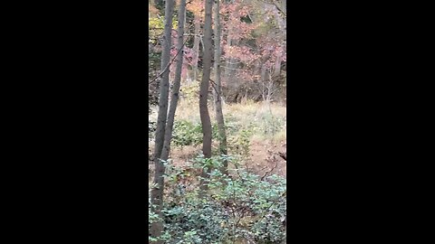 Target buck got away