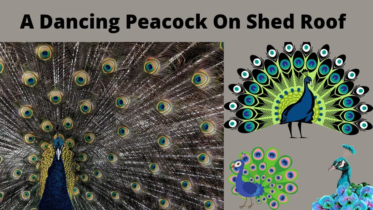 A dancing peacock on shed roof | @Boom Bestie