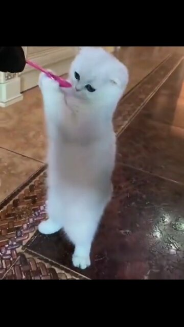 Most Funniest Animals - Best Cats😹 & Dogs🐶 Videos of 2023 Compilation! #8