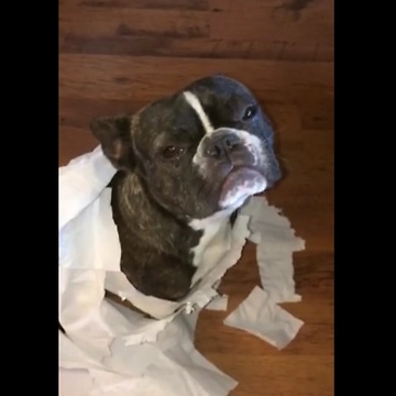 French Bulldog Gets Sold Out By His Best Friend