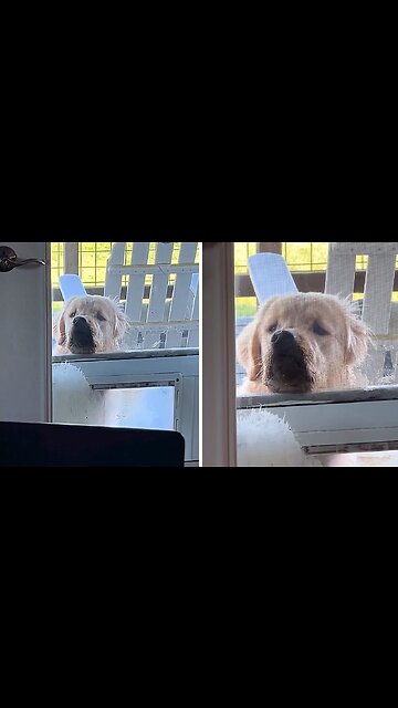 Clingy Pup Just Wants His Owner's Attention