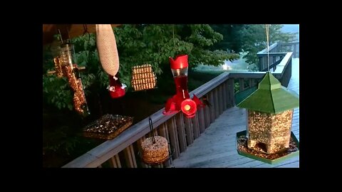 Live Bird Feeder in Asheville NC. In the mountains. Aug. 20 2021