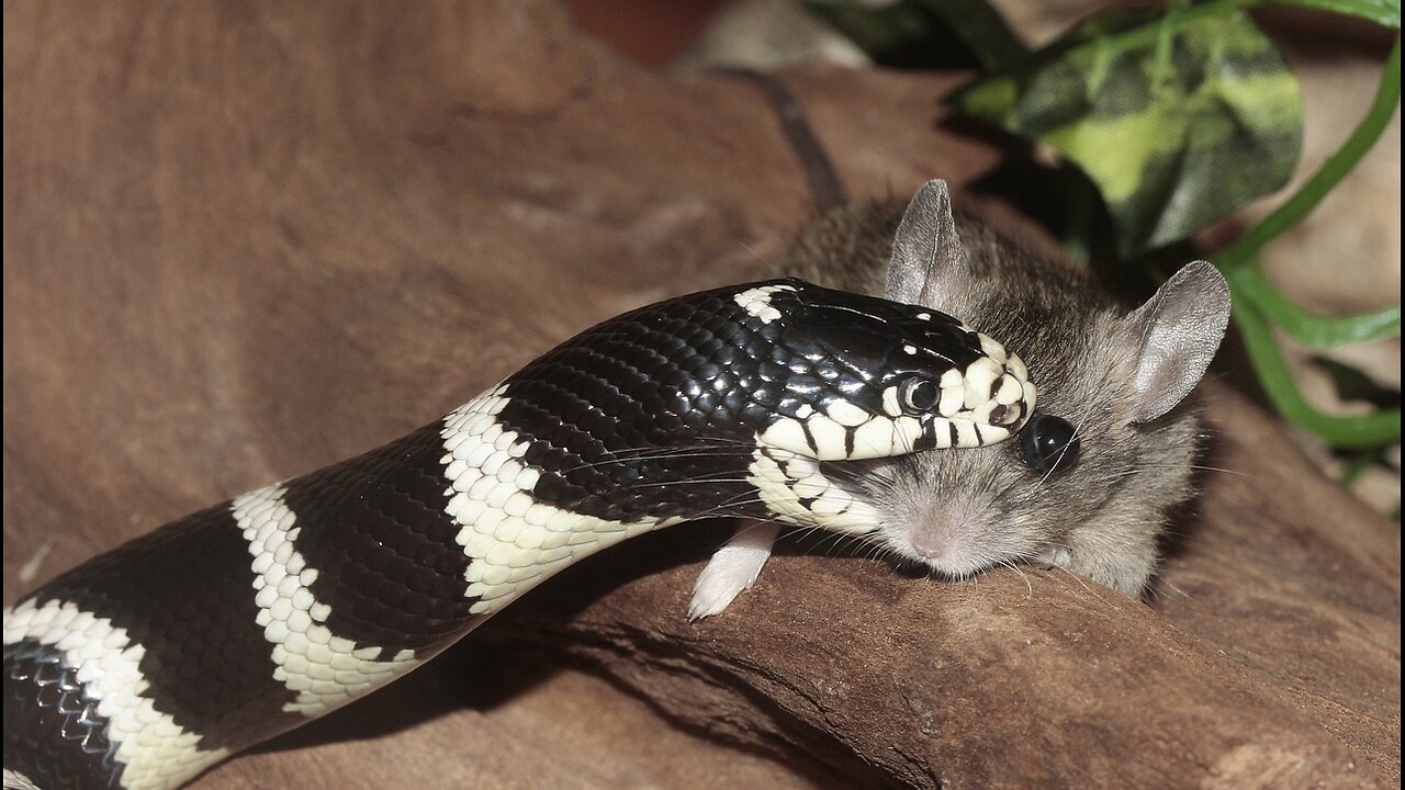 Hungry Snake is ready to eat | WildWhirl