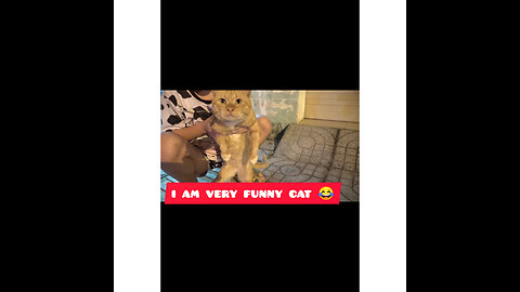 Funny cat videos