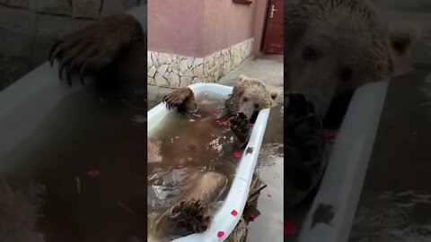 this bear is thoroughly enjoying his bath time youtubetomp34 com #Shorts