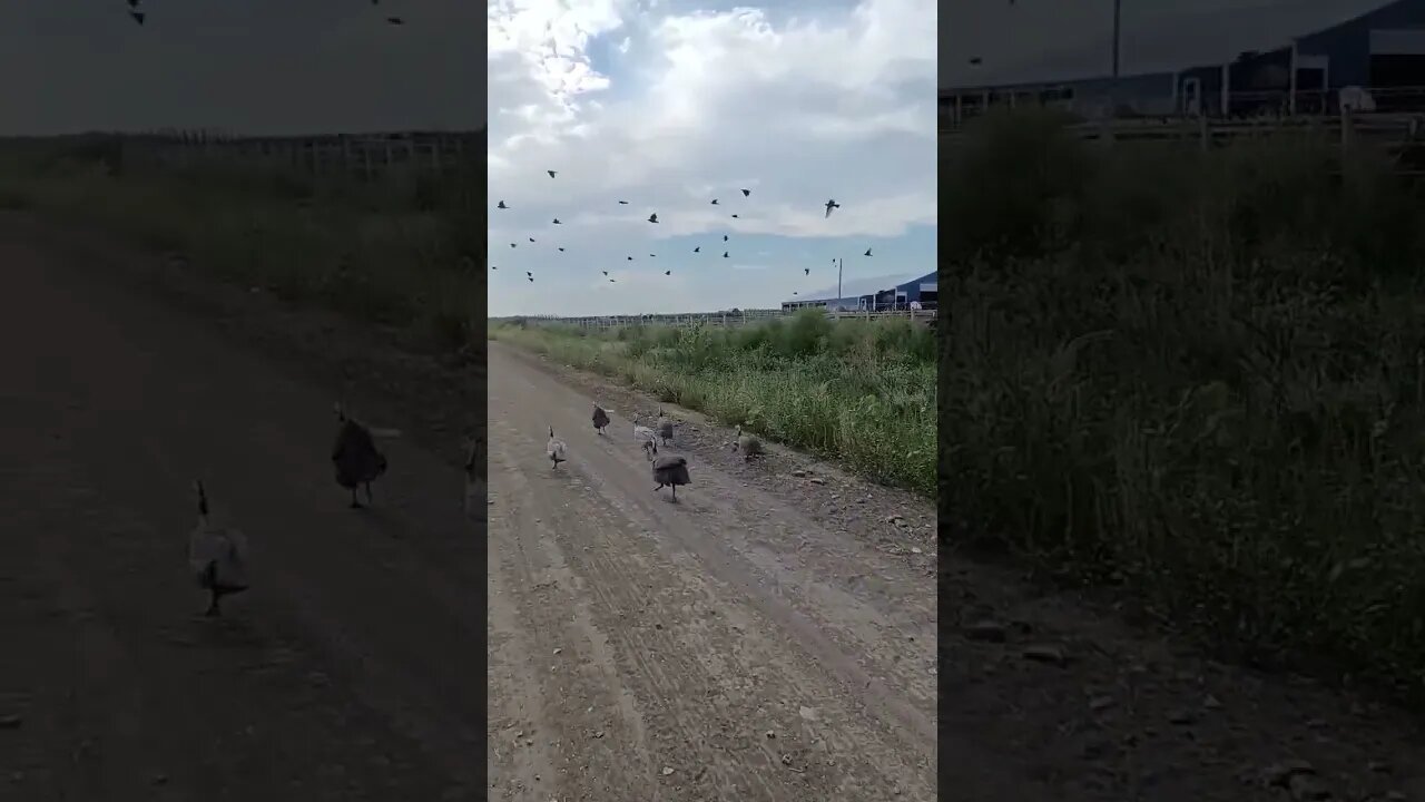Mystery Racing Birds