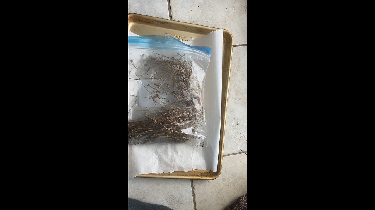Processing coriander seed