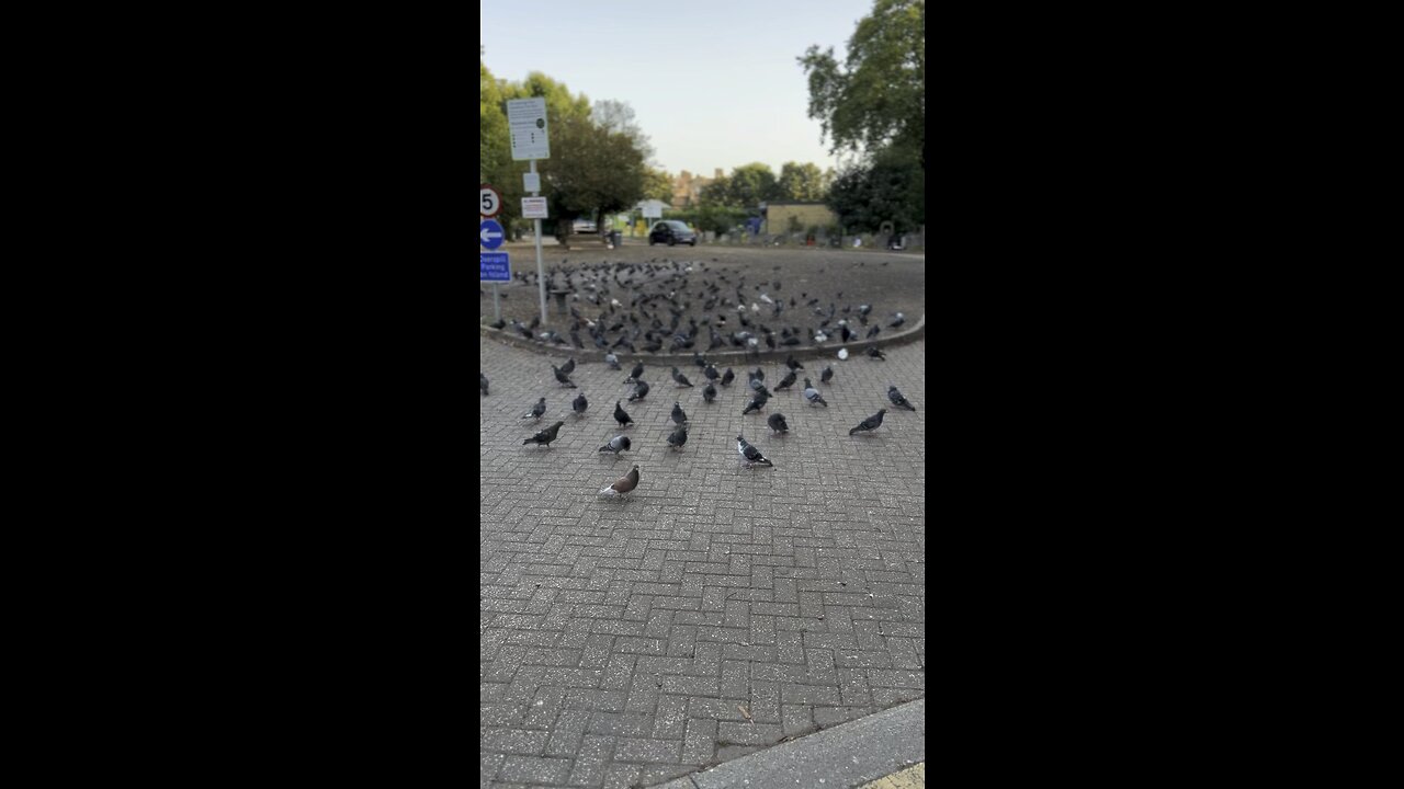 Bird feeding