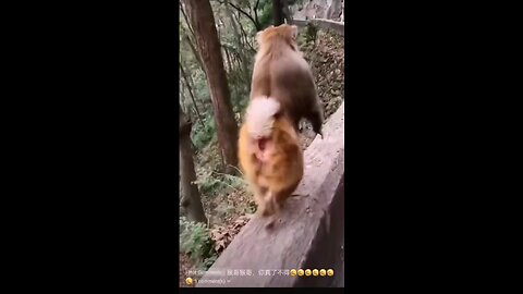 monkey see monkey do