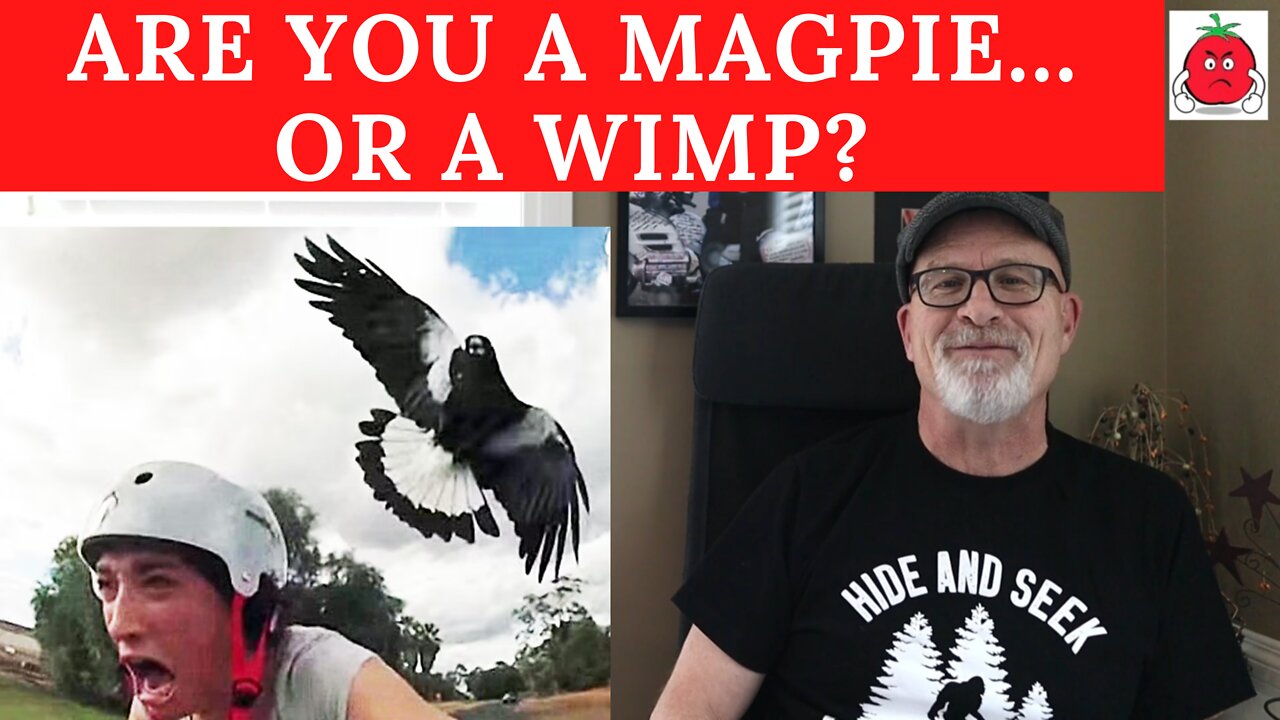 ARE YOU A MAGPIE... OR A WIMP?