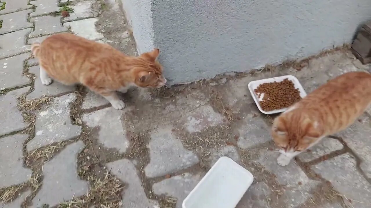 Türkiye; Land of Cute Street Cats and Kittens