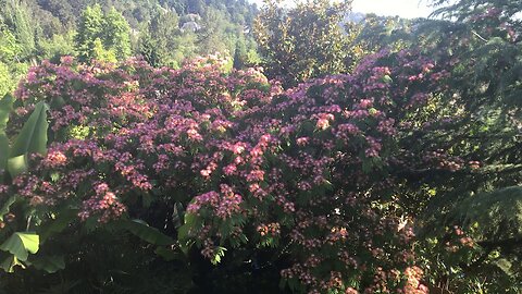 Mimosa tree in full bloom