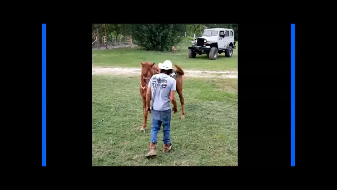 Horse Bites or Kicks Guy In Head - Why Did This Happen & What Caused It?