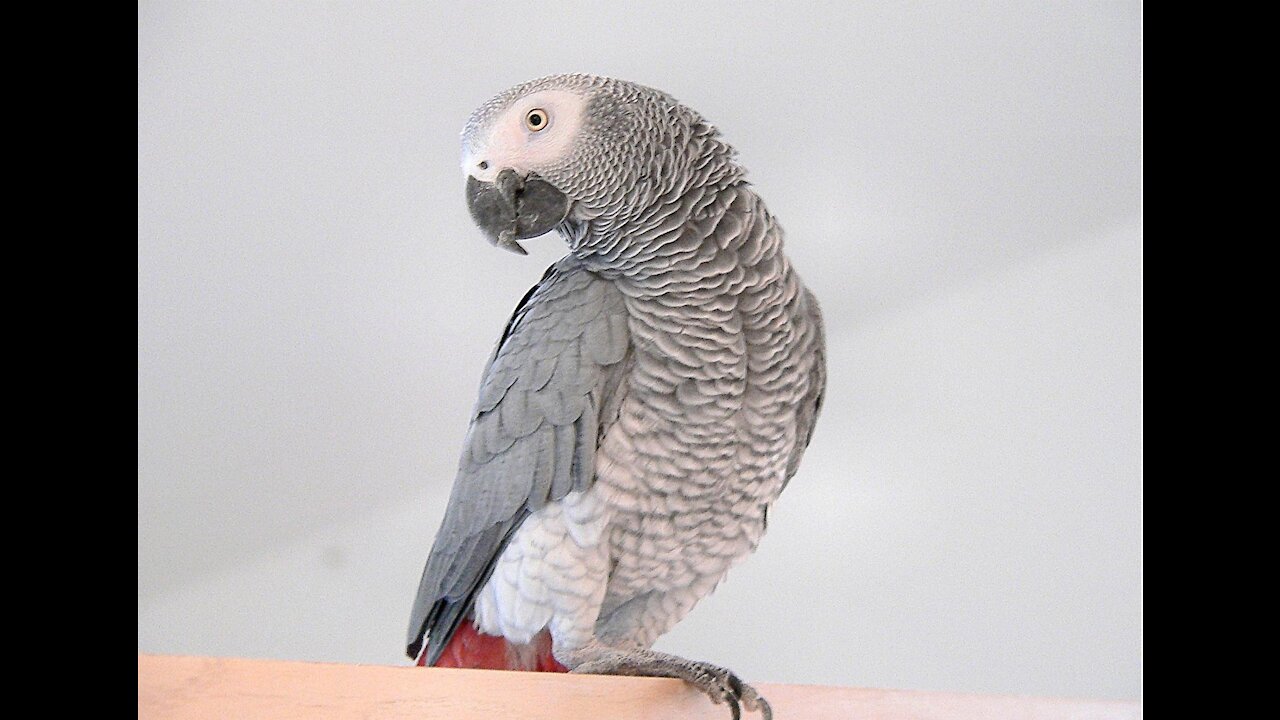 WORLD'S SMARTEST PARROT: see what it does