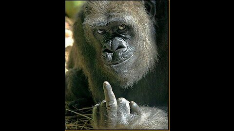 smart monkey chasing trouble